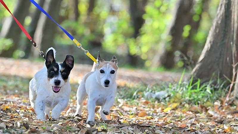 犬連れ旅行を成功させる注意点