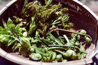 山菜天ぷら