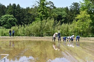 田植え