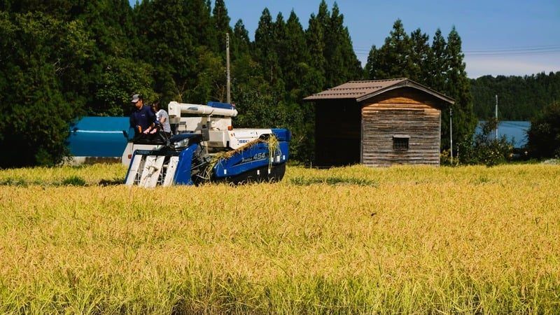 稲刈り