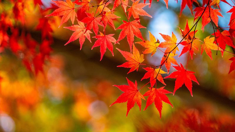 【2026年最新】関東の紅葉名所おすすめ7選!北関東・南関東エリア