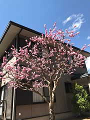 forestcottage kiki.( フォレストコテージ キキ) -image