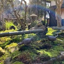 毎日手入れされる苔庭は、ただ眺めるだけで心洗われる。