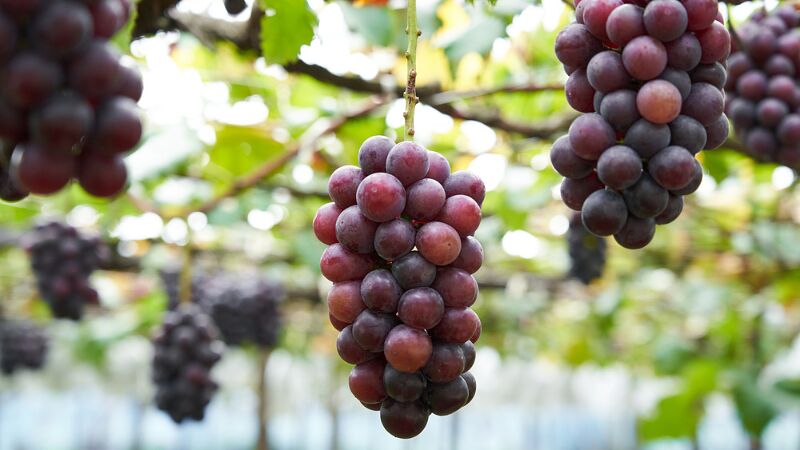 夏の思い出に!全国の旬を味わうフルーツ狩りスポット特集