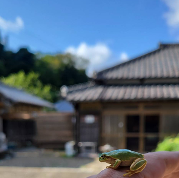外観とかわいい蛙