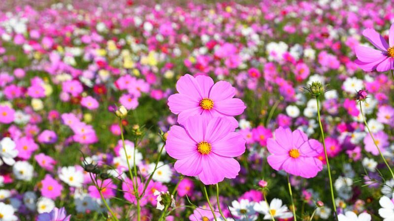 秋の花スポット!コスモスやコキアなどの見頃時期と全国おすすめ名所