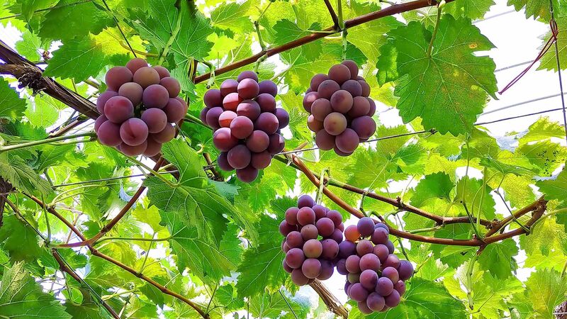 【関東近郊】果物狩りスポット4選|近隣の貸別荘・コテージも紹介