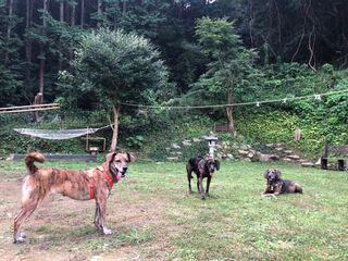 dogs