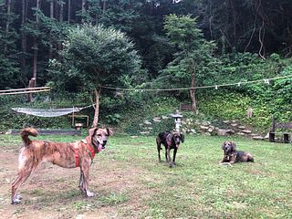 dogs