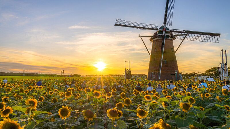関東の夏の花スポット8選!7月・8月が見頃の絶景花畑