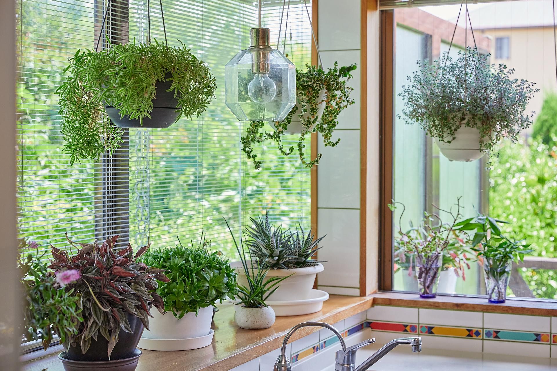 観葉植物に囲まれたキッチン