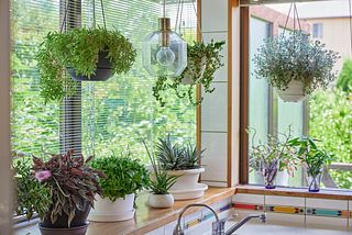 観葉植物に囲まれたキッチン