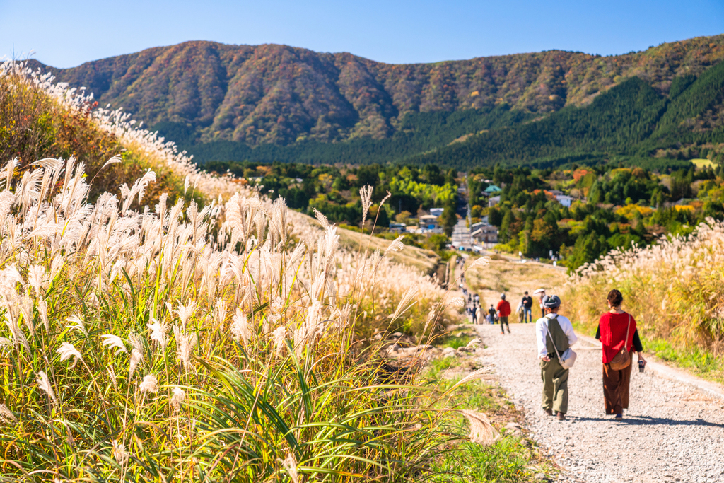 神奈川県 | 仙石原すすき草原