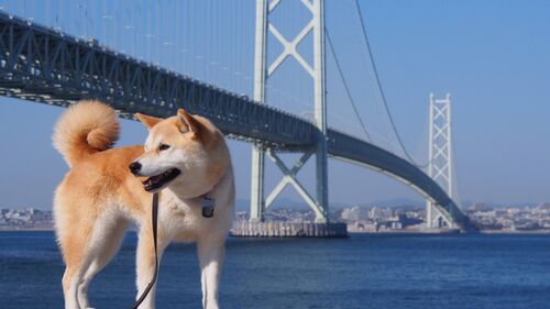 【2026年最新】兵庫県でペットと泊まれる貸別荘・コテージ5選!バーベキュー可・お子さま歓迎など