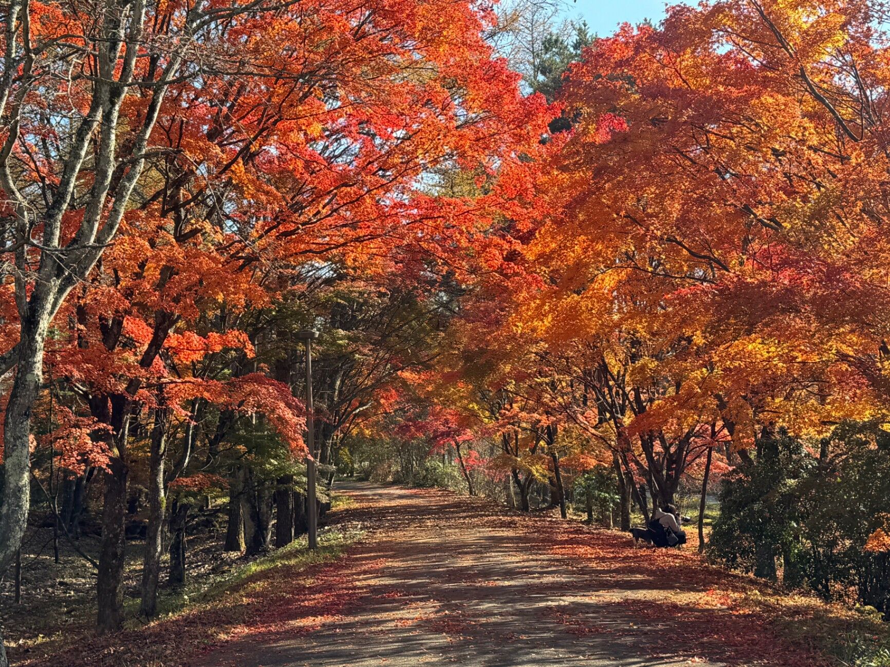 紅葉のもみじ
