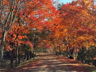 紅葉のもみじ