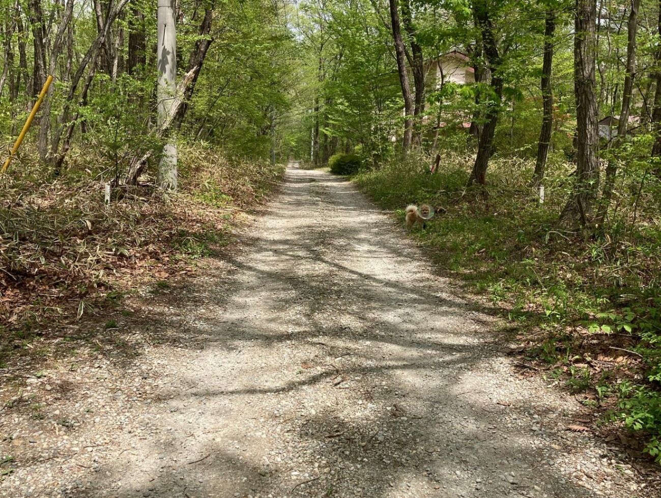 かわせみ遊歩道