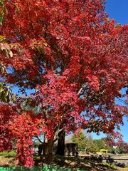 かわせみ紅葉🍁