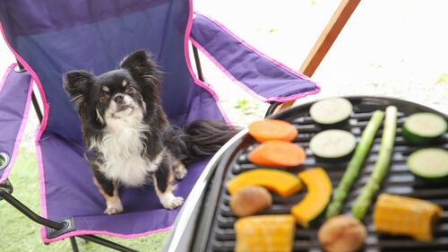 愛犬とバーベキューを楽しもう!準備・注意点からおすすめの貸別荘紹介まで