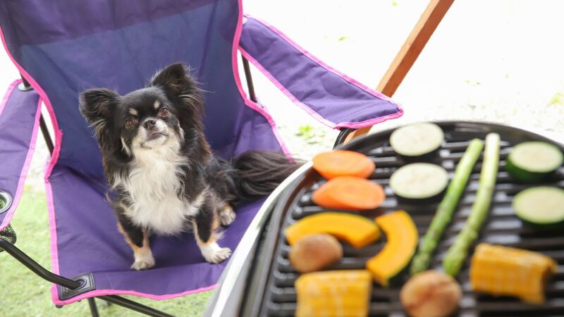 愛犬とバーベキューを楽しもう!準備・注意点からおすすめの施設紹介まで