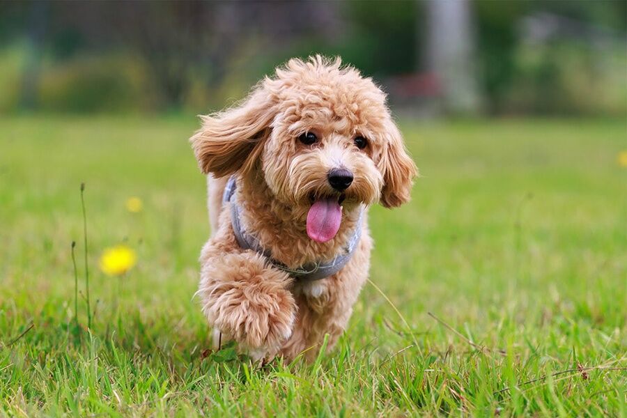 頭数や犬種制限なし！大型犬～小型犬までOKです