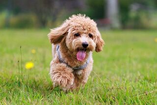 頭数や犬種制限なし!大型犬~小型犬までOKです