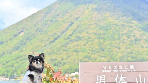 【2026年最新】栃木県でペットと泊まれる貸別荘・コテージ14選!長期滞在向き・カップル向け・山、高原を満喫など