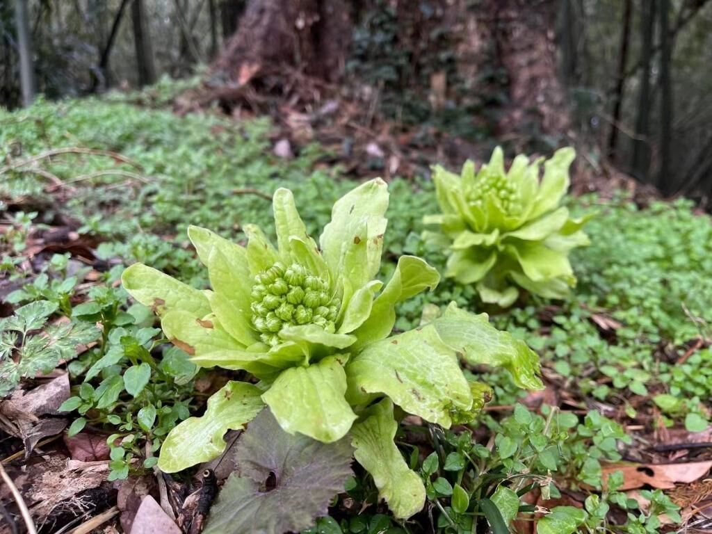顔HOUSE•若水庵-image