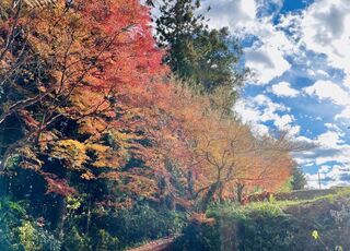 秋は紅葉も！