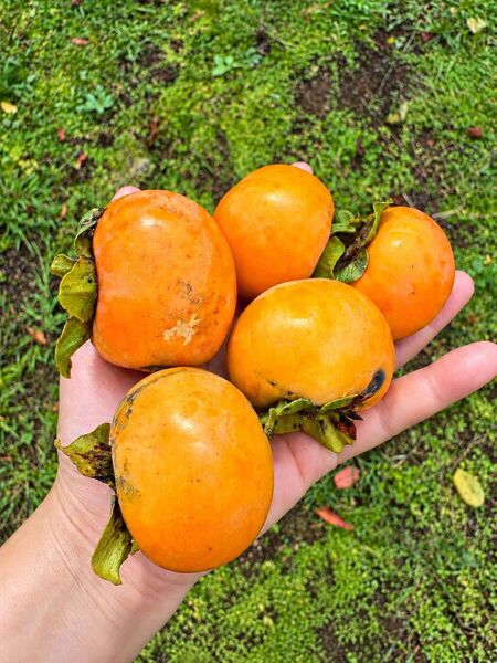 下記の季節です。ご自由に収穫してお楽しみください。