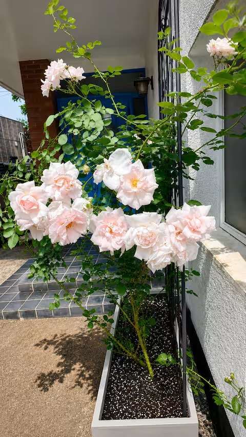 春には玄関にニュードンが咲き誇ります。