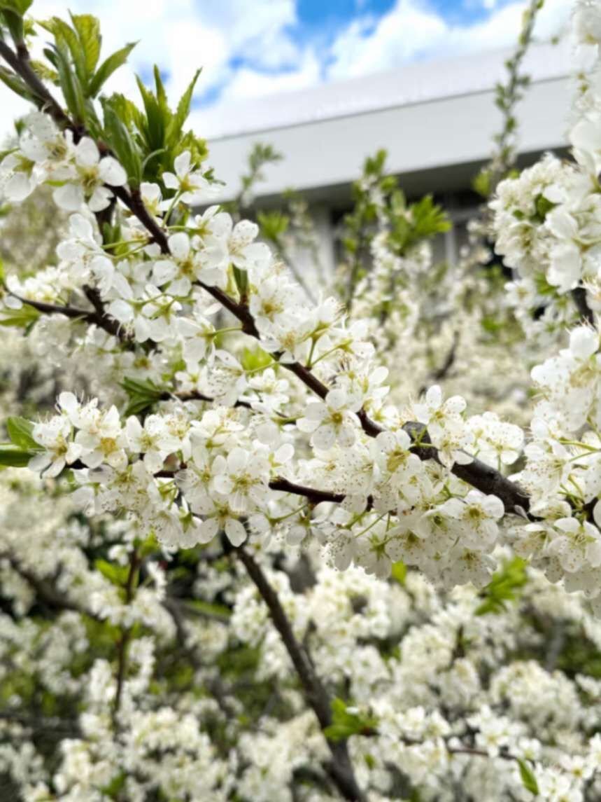 お庭のスモモの花