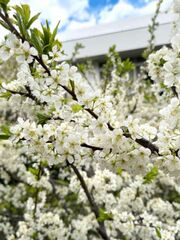 お庭のスモモの花
