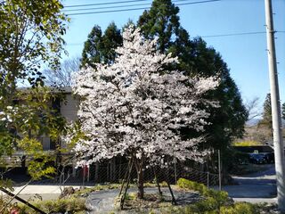 ゆふいんの木かげ アンシャンテ-image