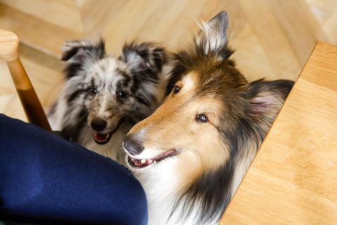 わんpaina別邸 / 千葉県 木更津・富津・鋸南