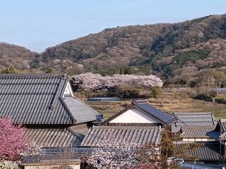 春 山桜
