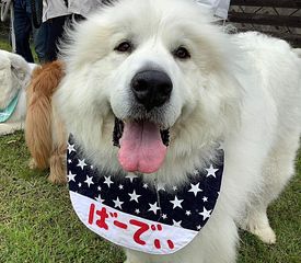 看板犬 グレートピレニーズ6歳