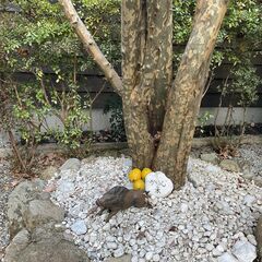 高松の奥座敷 なごみの里「かりんのお宿」-image
