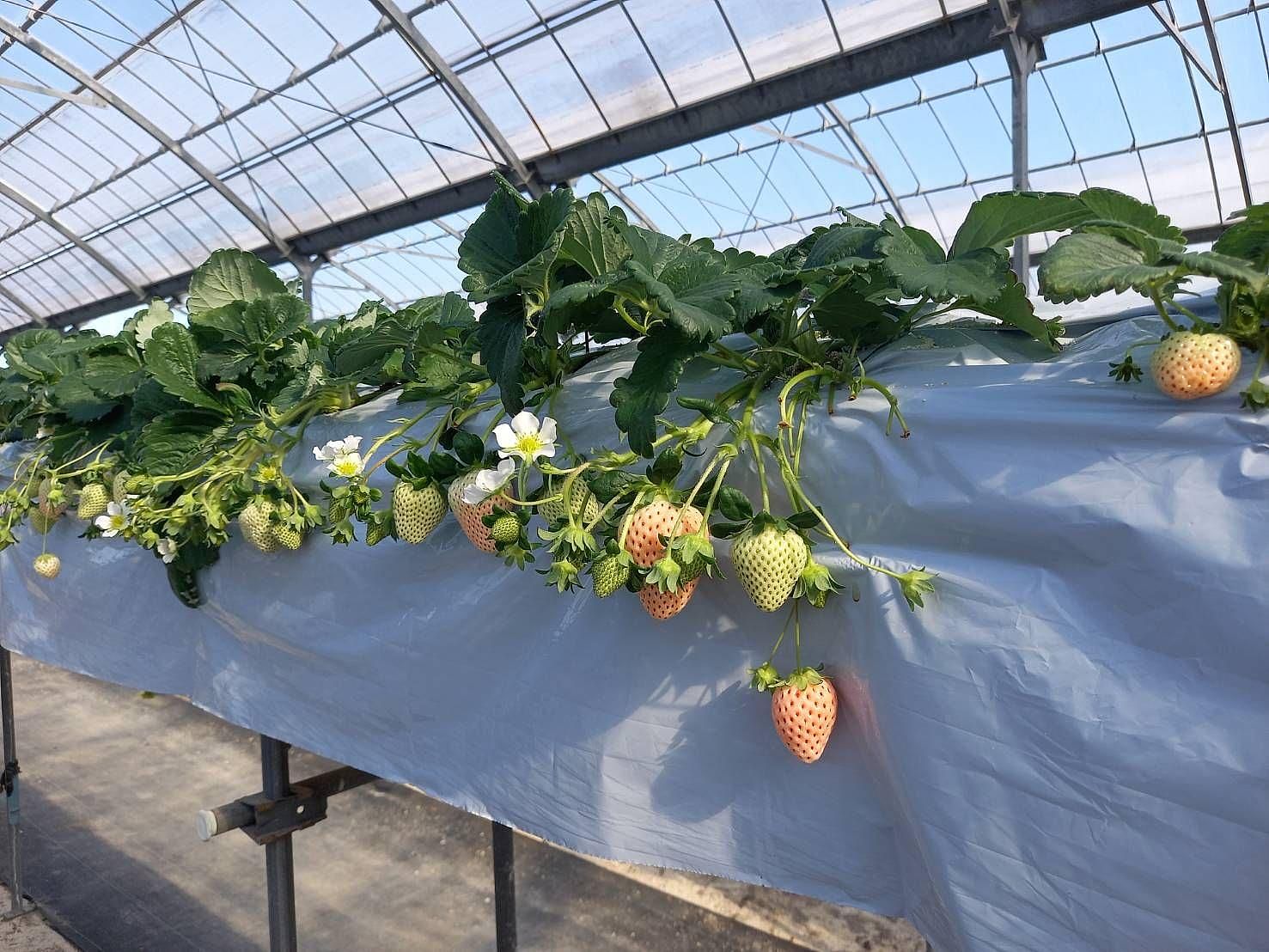 当施設から徒歩約7分のいちご狩り『一宮観光いちご組合』。高級品種のロイヤルクイーンや淡雪も食べ放題。