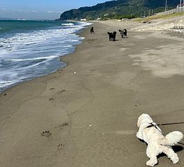 Blue Dog House　保田海岸-image