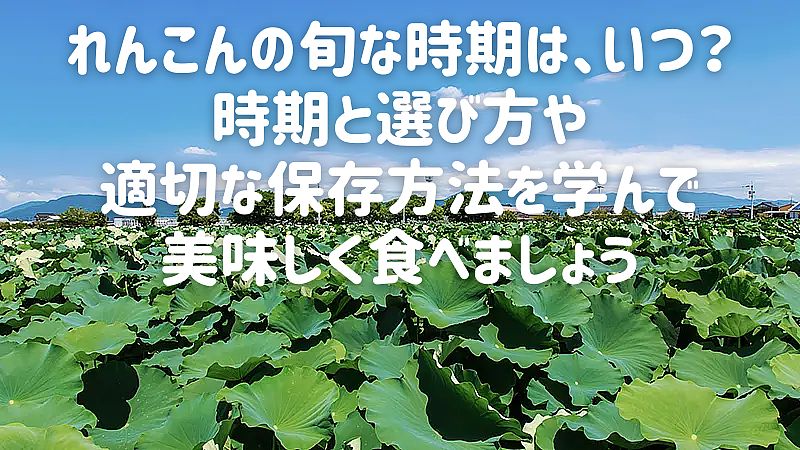 れんこんの旬な時期は、いつ？時期と選び方や適切な保存方法を学んで美味しく食べましょう