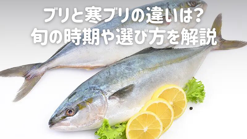 ブリと寒ブリの違いは?旬の時期や選び方を解説