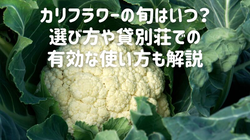 カリフラワーの旬はいつ？選び方や貸別荘での有効な使い方も解説