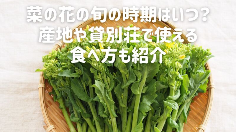 菜の花の旬の時期はいつ？産地や貸別荘で使える食べ方も紹介
