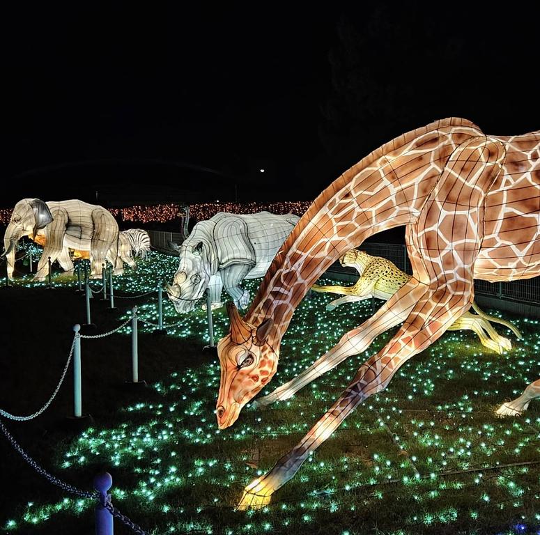 動物たちが輝く幻想的な夜