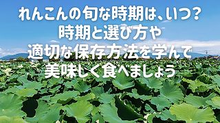 れんこんの旬な時期は、いつ？時期と選び方や適切な保存方法を学んで美味しく食べましょう