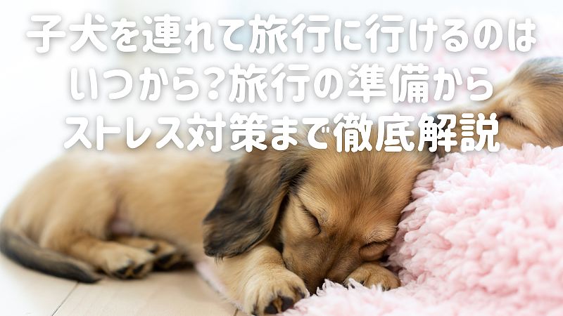 子犬を連れて旅行に行けるのはいつから？旅行の準備からストレス対策まで徹底解説