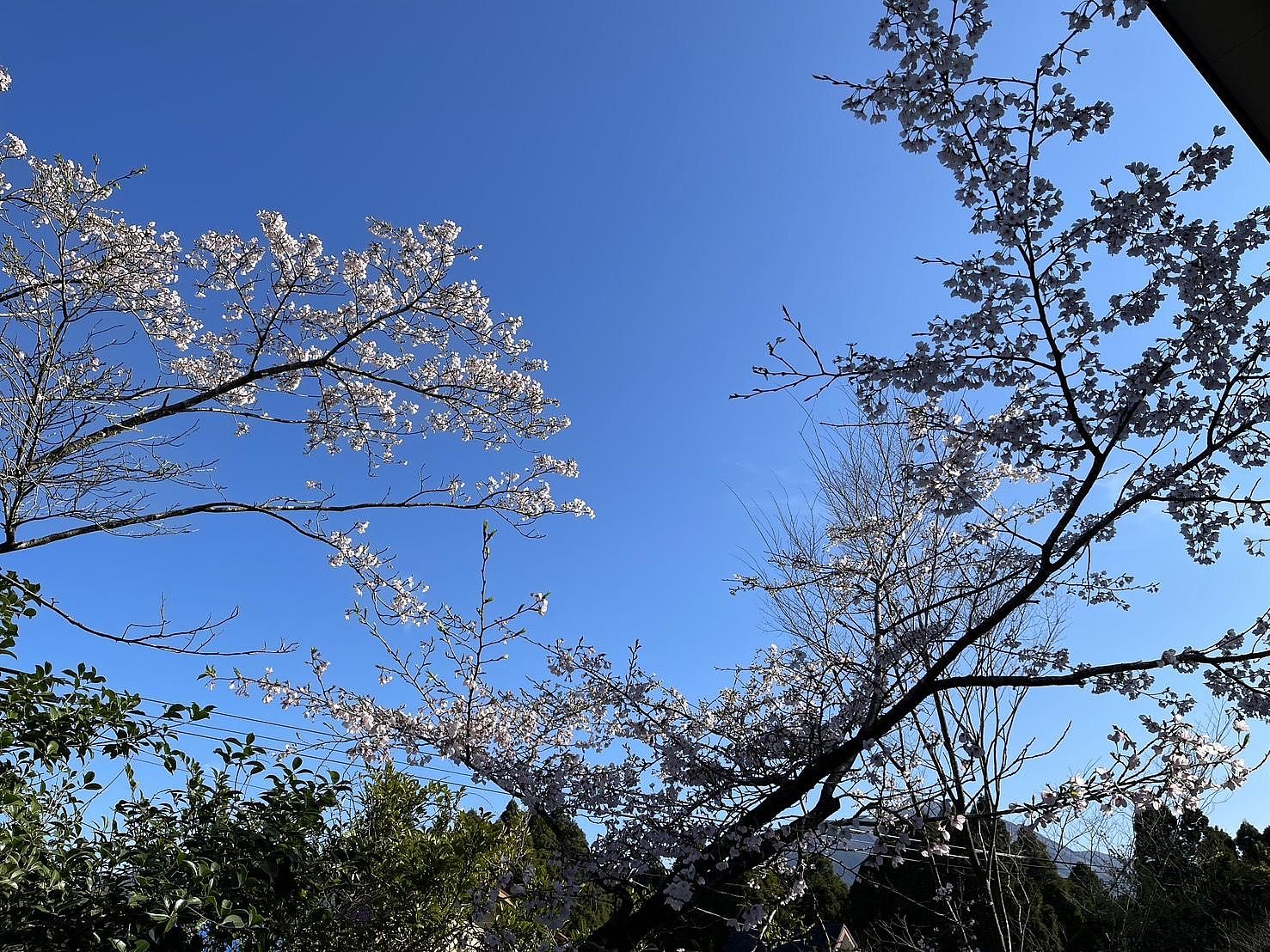 2階寝室から見た敷地内の桜（遠くに見えるは高千穂）