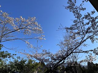 2階寝室から見た敷地内の桜（遠くに見えるは高千穂）