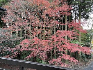 秋には部屋から敷地内の紅葉が鑑賞できます。